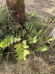 Polygonatum odoratum