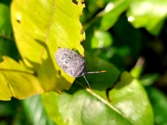 Hemiptera