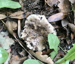 Russula delica