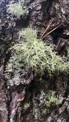 Usnea hirta