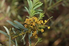 Acacia decora