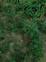 Bupleurum chinense