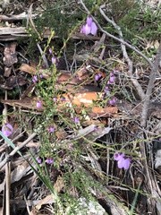 Tetratheca labillardierei
