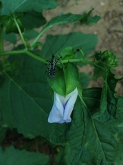Sphedanolestes impressicollis