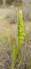 Microtis unifolia