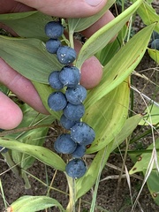 Polygonatum odoratum