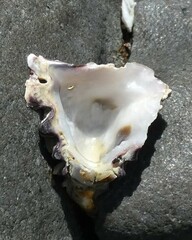 Saccostrea glomerata