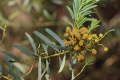 Acacia decora