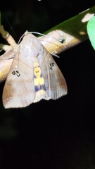 Thyas coronata