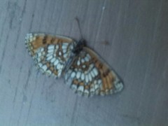Melitaea athalia