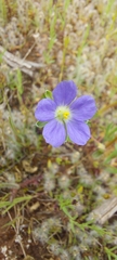 Erodium crinitum
