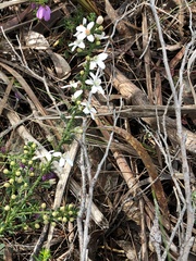 Philotheca verrucosa