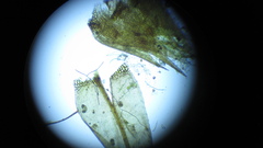 Drepanocladus