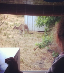 Macropus fuliginosus