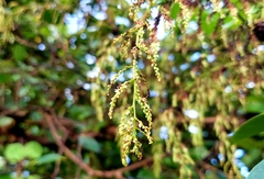 Dioscorea bulbifera