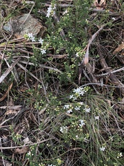 Philotheca verrucosa