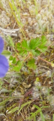 Erodium crinitum