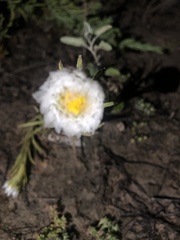 Polycalymma stuartii