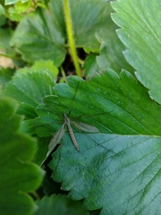 Tipula