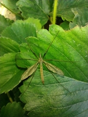 Tipula