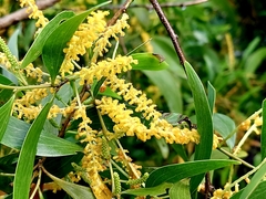 Acacia auriculiformis