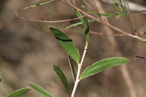 Image of Acacia excelsa by (c) Greg Tasney, some rights reserved (CC BY-SA)