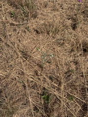 Albuca