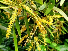 Acacia auriculiformis
