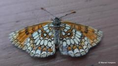 Melitaea athalia