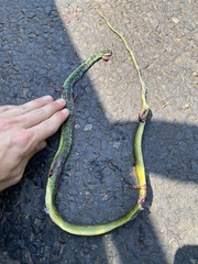 Philothamnus semivariegatus