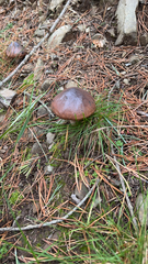 Suillus luteus