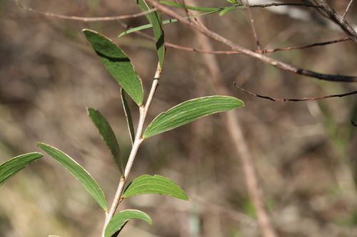 Image of Acacia excelsa by (c) Greg Tasney, some rights reserved (CC BY-SA)