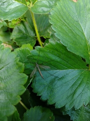 Tipula