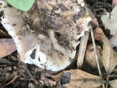 Russula delica