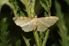 Idaea fuscovenosa