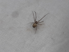 Floronia bucculenta