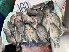 Oreochromis