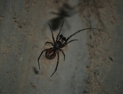 Steatoda borealis