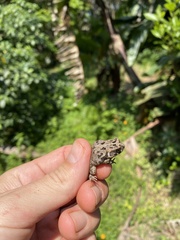 Sclerophrys gutturalis