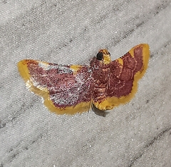 Hypsopygia mauritialis
