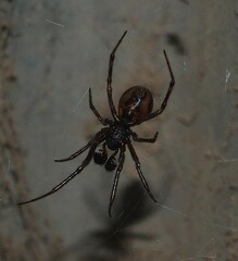 Steatoda borealis