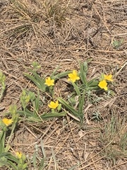 Hypoxis hemerocallidea