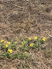 Hypoxis hemerocallidea