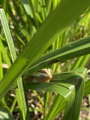 Afrixalus fornasini