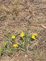 Hypoxis hemerocallidea