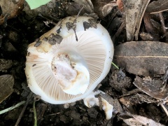 Russula delica
