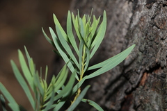 Acacia decora