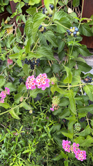 Lantana