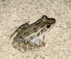 Lithobates berlandieri
