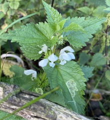 Amauromyza labiatarum